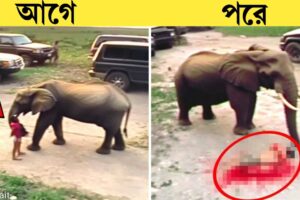 পশুদের খেপালে কি হয়, জঙ্গলের ভয়ংকর দৃশ্য 😨 #animals #viral