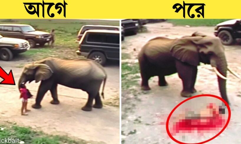পশুদের খেপালে কি হয়, জঙ্গলের ভয়ংকর দৃশ্য 😨 #animals #viral