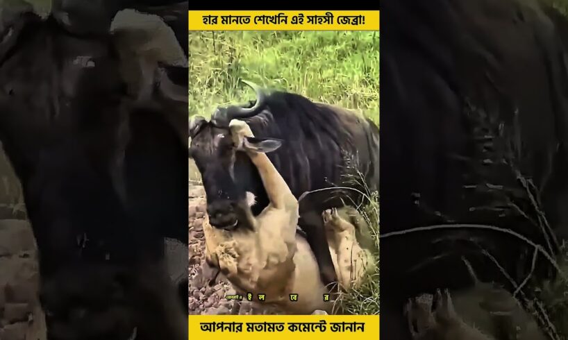 বনের রাজা সিংহকে উচিত শিক্ষা দিল জেব্রা! | Lion Hunting Zebra Fail#shorts