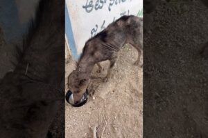 స్కిన్ అలెర్జీతో బాధపడుతున్న పప్పీ దొరికింది 😢🐶 #shorts