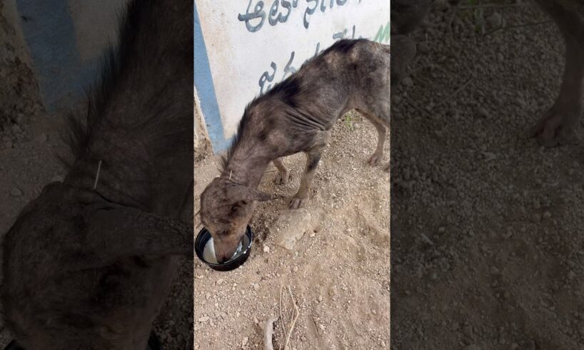 స్కిన్ అలెర్జీతో బాధపడుతున్న పప్పీ దొరికింది 😢🐶 #shorts