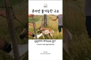 폭풍 속 영양 구조.. 혼자가 아닌 팀이 살렸다