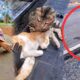 11 Minutes of Heartbreaking Animal Rescues That Will Restore Your Faith in Humanity #animals #rescue