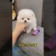 The love for these cute puppies grows day by day #dog #pet #cutedog #puppy #puppylove #cuteanimal