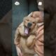 The cutest puppy ever #dog #doglover #dogsoftiktok #fyp #funny