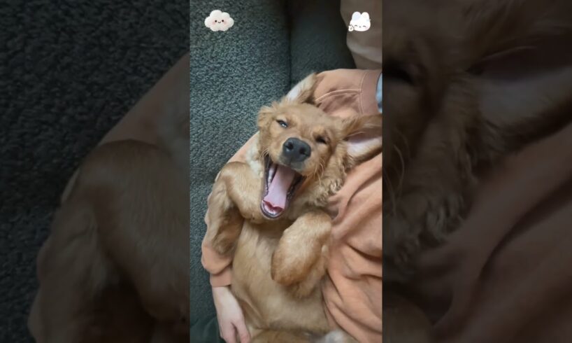 The cutest puppy ever #dog #doglover #dogsoftiktok #fyp #funny