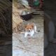 Cute Puppies #viral #shorts 🐶