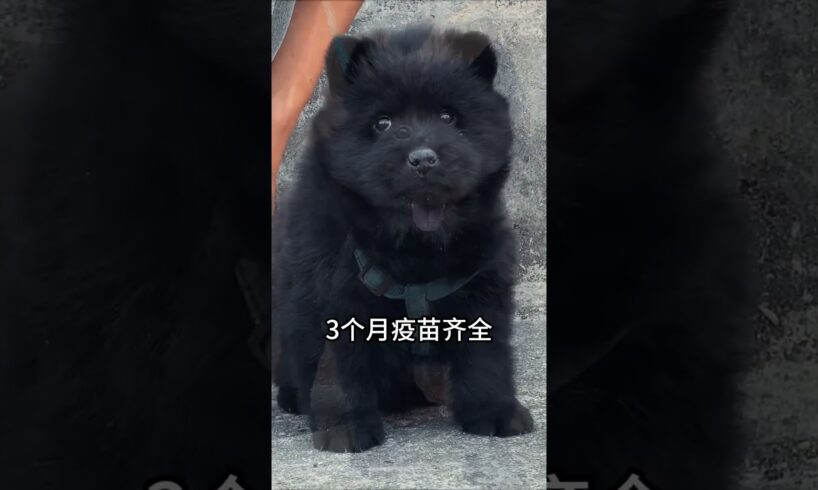 The love for these cute puppies grows day by day #dog #pet #cutedog #puppy #puppylove #cuteanimal
