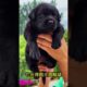The love for these cute puppies grows day by day #dog #pet #cutedog #puppy #puppylove #cuteanimal