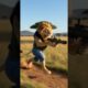 Wild Animal Fights in 10 Seconds! #animals #wildlife #nature #jungle #predators #animalfight