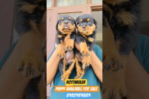 Cute Rottweiler Puppies for Sale ❤️ Best Guard Dog Breed@Royal_pat #pets#rottweiler#viral#shorts#up