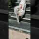 Cute Dog Collection, The World’s Cutest Puppies #dog #puppies #puppy #video #cute #cutest