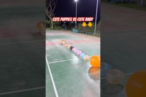 Cute Puppies 🥰♥ super funny Corgi ♥ #shorts #2025 #entertainment #trending #fypシ゚viral