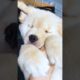 Cute Puppies #viral #shorts 🐶