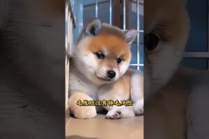 The love for these cute puppies grows day by day #dog #pet #cutedog #puppy #puppylove #cuteanimal