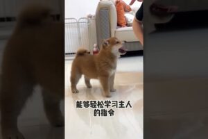 The love for these cute puppies grows day by day #dog #pet #cutedog #puppy #puppylove #cuteanimal