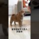 The love for these cute puppies grows day by day #dog #pet #cutedog #puppy #puppylove #cuteanimal