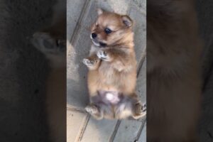 Funny Cute Puppies #shorts