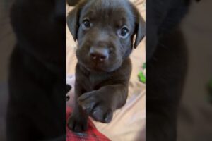 Lovely cute puppies #shorts