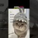 Ranking Cutest Kitten Moments