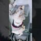 Cute Dog Collection, The World’s Cutest Puppies #dog #puppies #puppy #video #cute #cutest