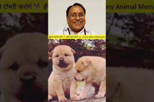 2 Cute Puppies Meet & Start Playing 🐶❤️ | Unexpected Friendship #Shorts