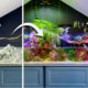 600 Days Inside My Saltwater Paludarium (Compilation)
