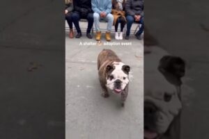A shelter 🐕 adoption event where dozens of people sit quietly |petBee Stories #shorts #dogadoption