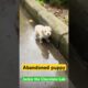ABANDONED PUPPY