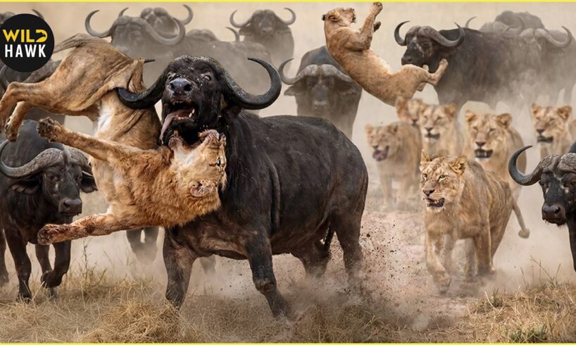 African Survival: MOST Unbelievable Animal Attacks Ever Caught on Camera | Animal Fighting