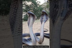 Amazing Encounter of Two Cobra Snakes in Nature #snake #wildliferescue #cobra #wildlife