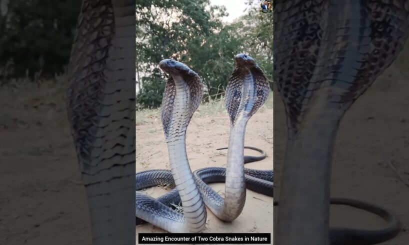 Amazing Encounter of Two Cobra Snakes in Nature #snake #wildliferescue #cobra #wildlife