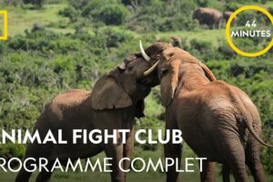 Animal Fight Club | Programme complet