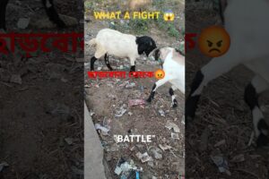 Animal Fight 😱 #animals #fight