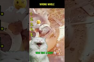 Animal Rescue Gone Funny