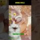 Animal Rescue Gone Funny