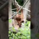 Baby Was Playing with a Tree Bark When Its Mom Came#shorts#orangutans#funnyvideo#funnyanimals