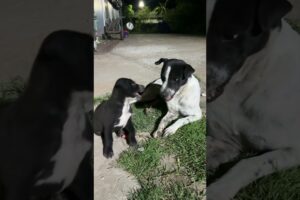 Baby dog is playing with his father. #puppy #cute #dog #funny #animals #shorts