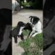 Baby dog is playing with his father. #puppy #cute #dog #funny #animals #shorts
