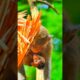 Bean and lovely baby Eleanor playing on tree  #baby #monkey #shorts #animals