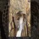 Beautiful Cobra Snake in Its Natural Habitat #snake #wildliferescue #cobra #wildlife