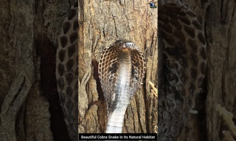 Beautiful Cobra Snake in Its Natural Habitat #snake #wildliferescue #cobra #wildlife