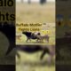 Buffalo Mother Fights Lions to Save Her Calf Wildest Safari Battle Ever 😦 #gerenuk #africawildlife