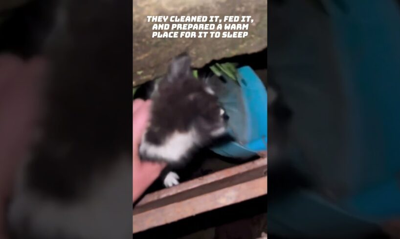Couple Rescues Abandoned Kitten Near Drain  #rescue #viral #animals #abandonedcats