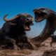 Courageous Rescue Team Subdues Giant Leech To Save Buffalo🐂🪱