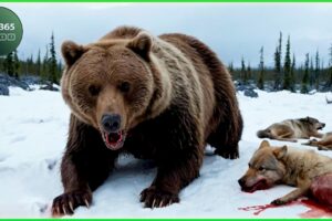 🔴Craziest Grizzly Bear Attacks Ever Caught On Camera | Animal Fights #8