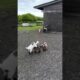 Crazy Baby Goat Jumping on the Road 🐐😄