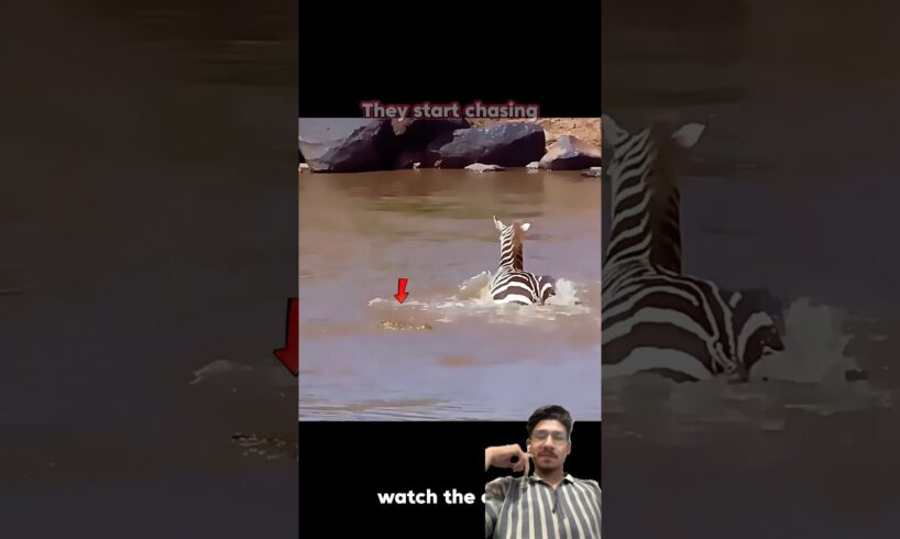Crocodiles Attack Zebra... But It Fights Back and Escapes! #shorts #crocodile #animals #wildlife