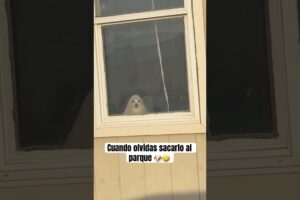Cuando olvidas sacarlo al parque 🐶🤣 #viralvideo #funny #dog #perros