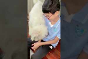 Cute Dog Collection, The World’s Cutest Puppies #dog #puppies #puppy #video #cute #cutest
